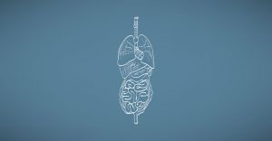 Internal organs diagram